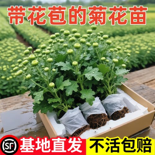 四季荷兰菊带花苞好养室内外栽花卉阳台庭院植物菊花苗耐寒耐热盆