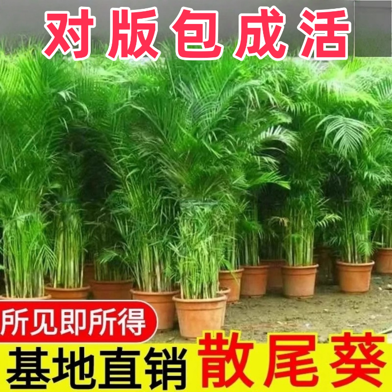 【包活】散尾葵植物盆栽客厅绿植室内落地办公室凤尾竹天堂鸟花卉