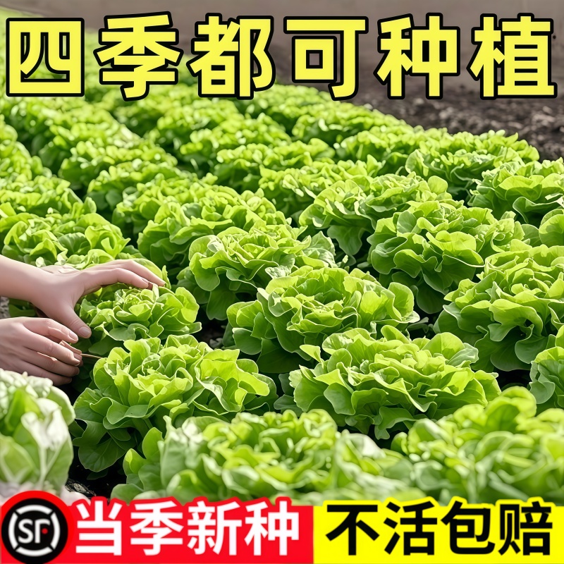 意大利生菜种子籽抗热耐抽苔全年生菜四季种植家庭阳台菜园易种植