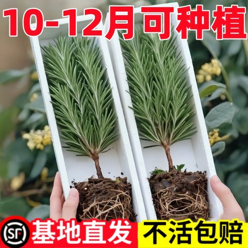 迷迭香盆栽可食用迷迭草牛排用新鲜老桩懒人绿植提神驱蚊室内阳台
