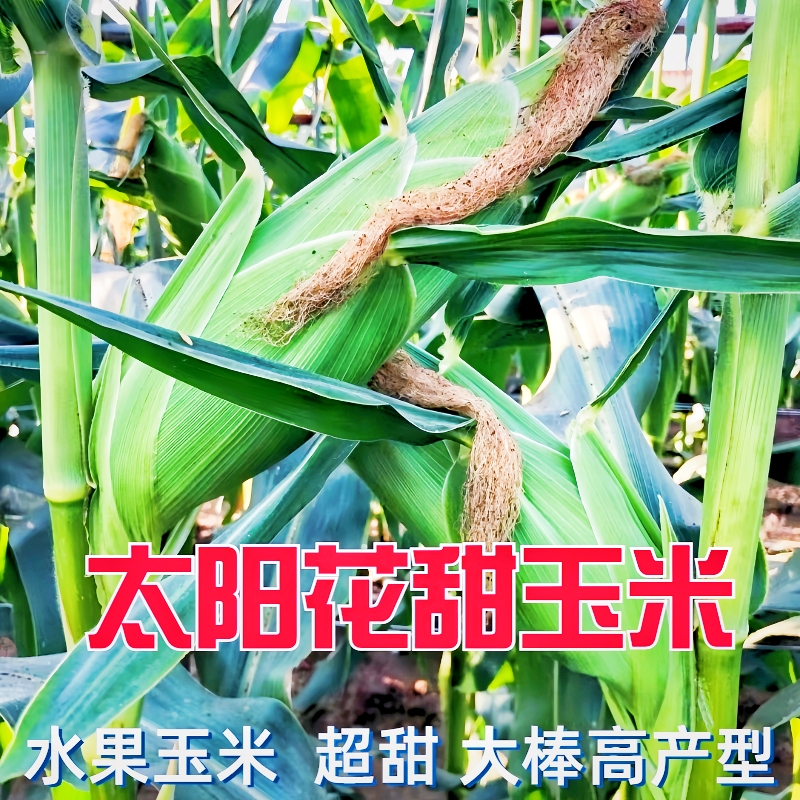 今年新种 发芽率高