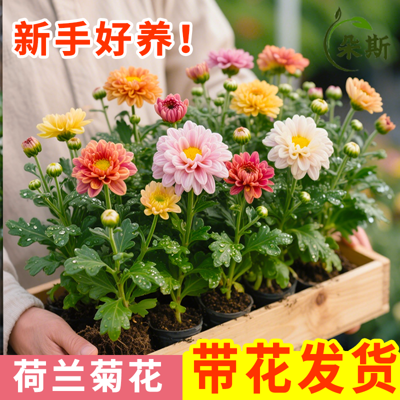 荷兰菊进口菊花苗耐寒易活室内外好养活花卉盆栽室内外阳台绿植物