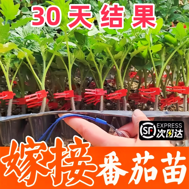 嫁接大红大粉番茄苗嫁接西红柿苗小番茄四季盆栽阳台秧苗蔬菜种苗