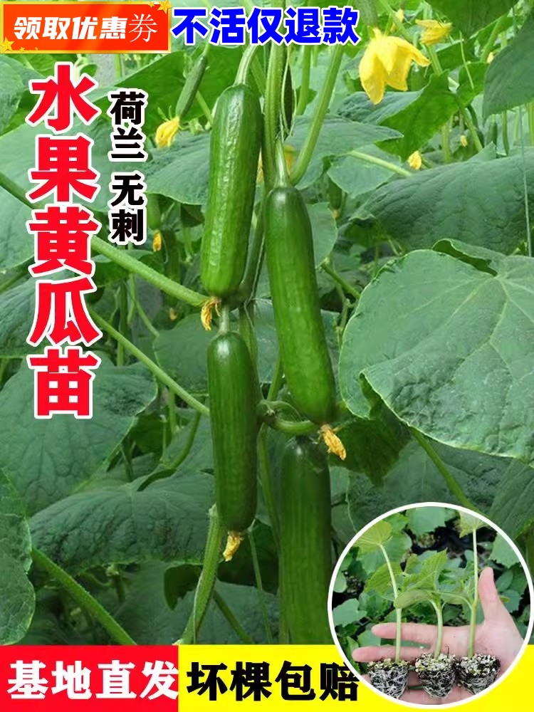荷兰无刺水果黄瓜种子苗小黄瓜旱黄瓜青瓜种孑四季盆栽阳台蔬菜籽