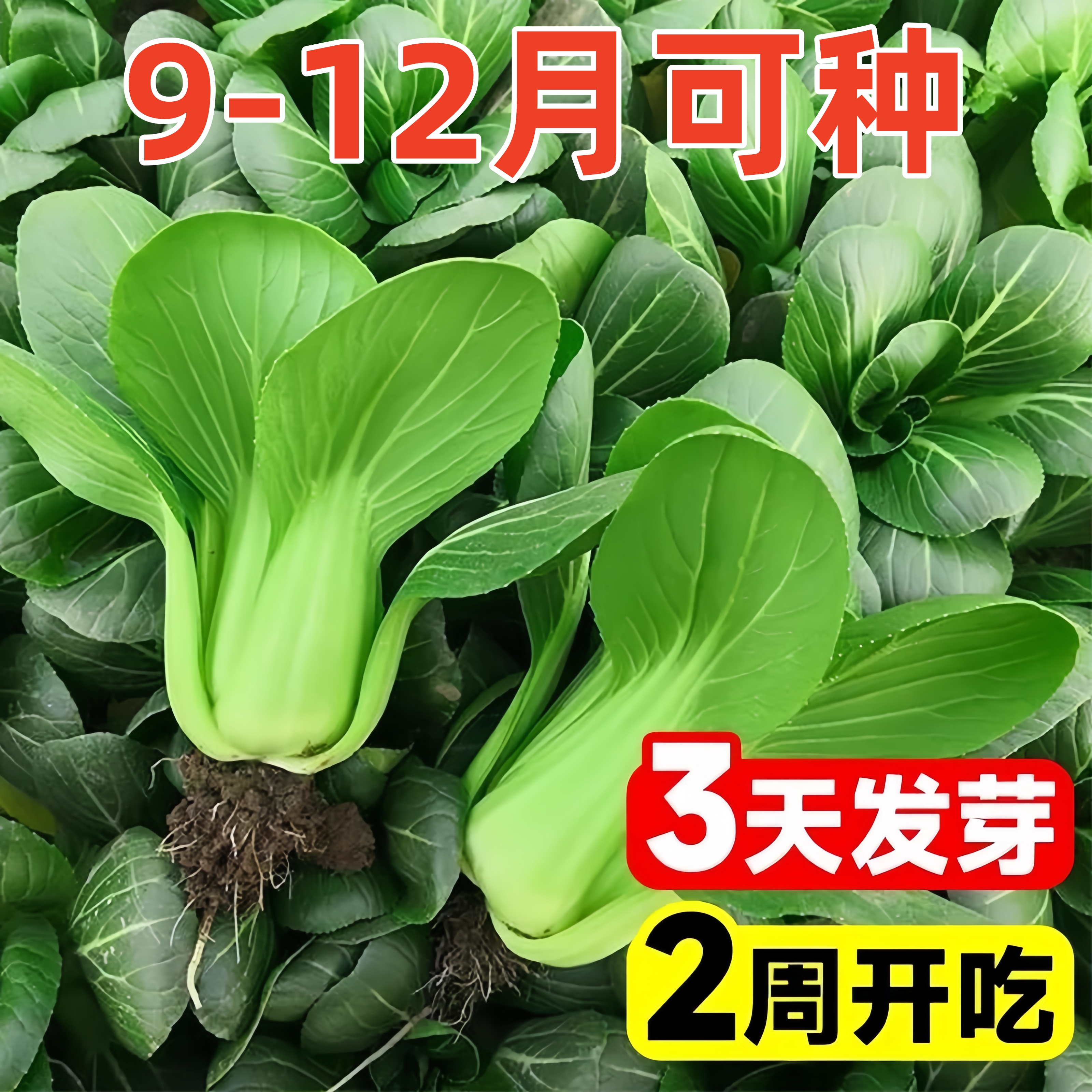 上海青种子小白菜菜种子矮脚小青菜籽蔬菜种子油菜阳台园艺四季播