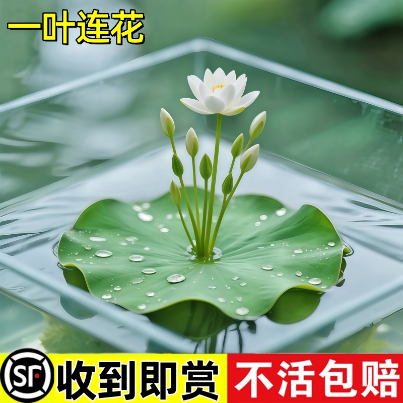 一叶莲无土水生水培植物水生水养鱼盆池碗莲盆栽莲花水养池塘水生