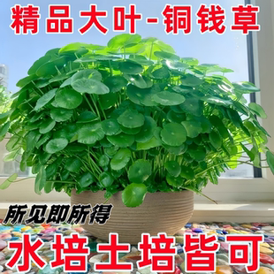 常青好养花卉 铜钱草水培植物室内外水养招财小绿植金钱草盆栽四季