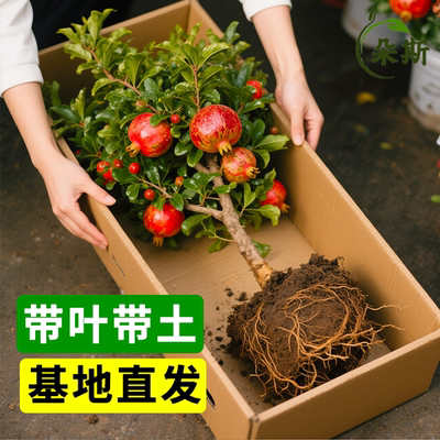 石榴树树苗突尼斯软籽无籽蒙自甜石榴树苗带土特大庭院盆栽果树苗