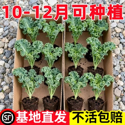 羽衣甘蓝苗盆栽阳台庭院可食用有机四季秋冬蔬菜苗好种易活新鲜
