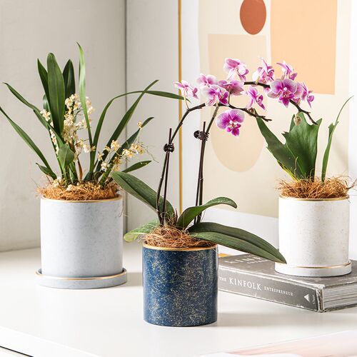 兰花花盘价格 兰花花盘图片 星期三