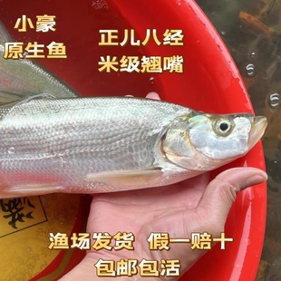 翘嘴鱼苗翘嘴鲌米级翘嘴路亚养殖翘壳白鱼大白鱼大刁子