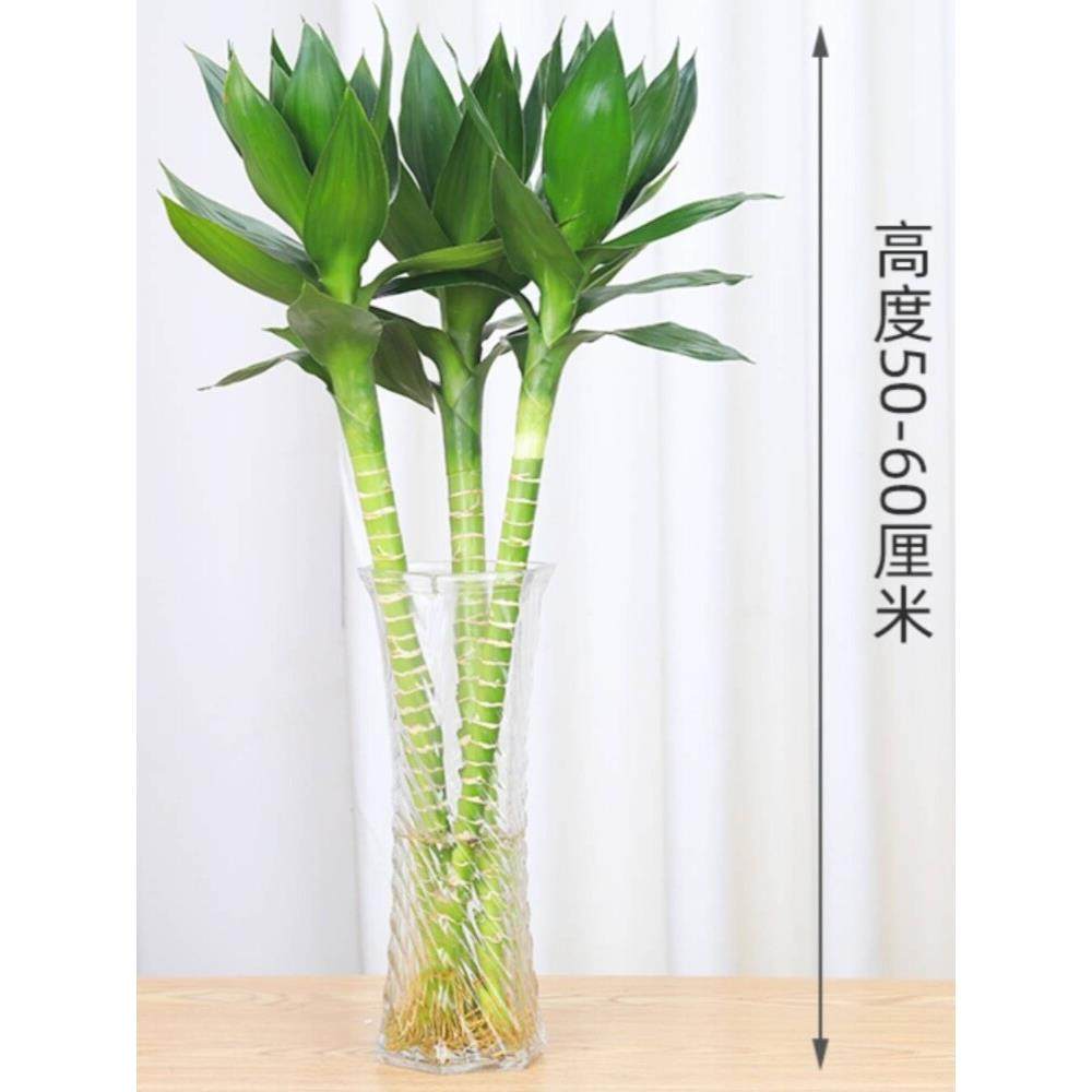 文昌竹4支富贵竹带根金榜题名观音水养植物室内水培盆栽高考书桌
