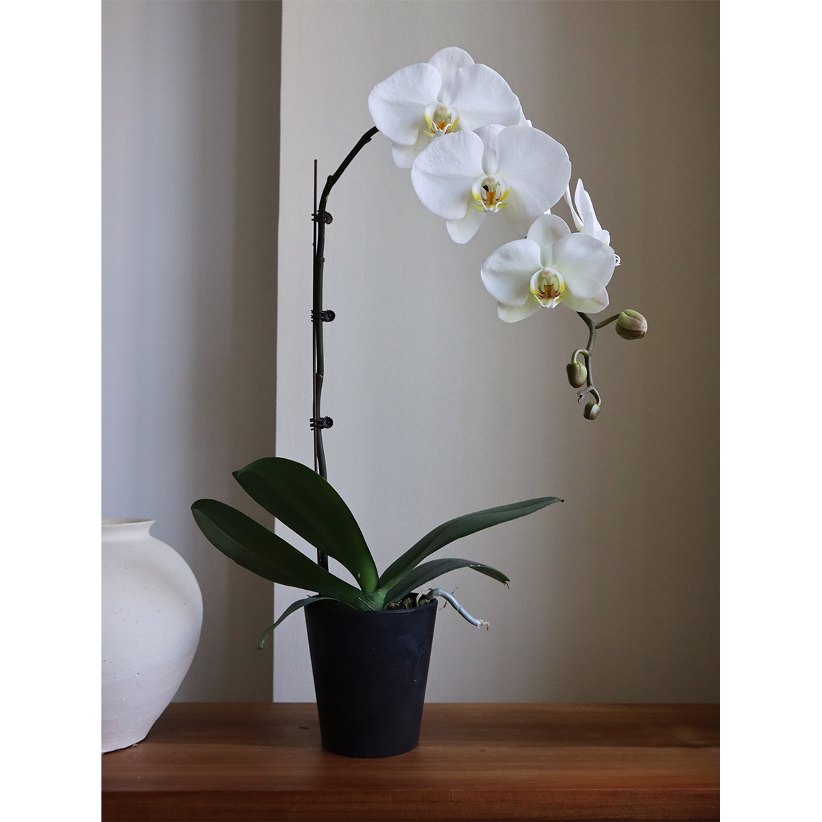 5寸大白v3蝴蝶兰室内耐阴高级年宵花卉盆栽经典大舌头大花