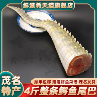 4斤整条新鲜鳄鱼尾巴 礼品级新鲜鳄鱼肉尾巴肉养殖大鳄鱼活体现杀