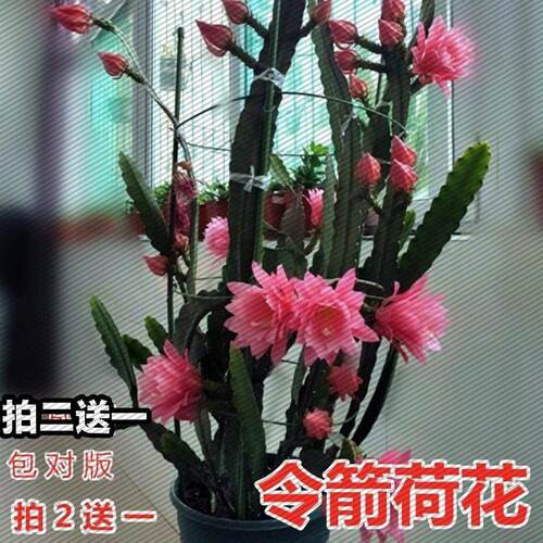 令箭荷花带根昙花大花重瓣品种带根苗红黄紫粉白多色花卉绿植