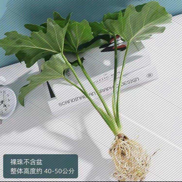 春羽绿植盆栽室内花卉客厅水生好养龟背竹办公室绿萝春雨水培植物