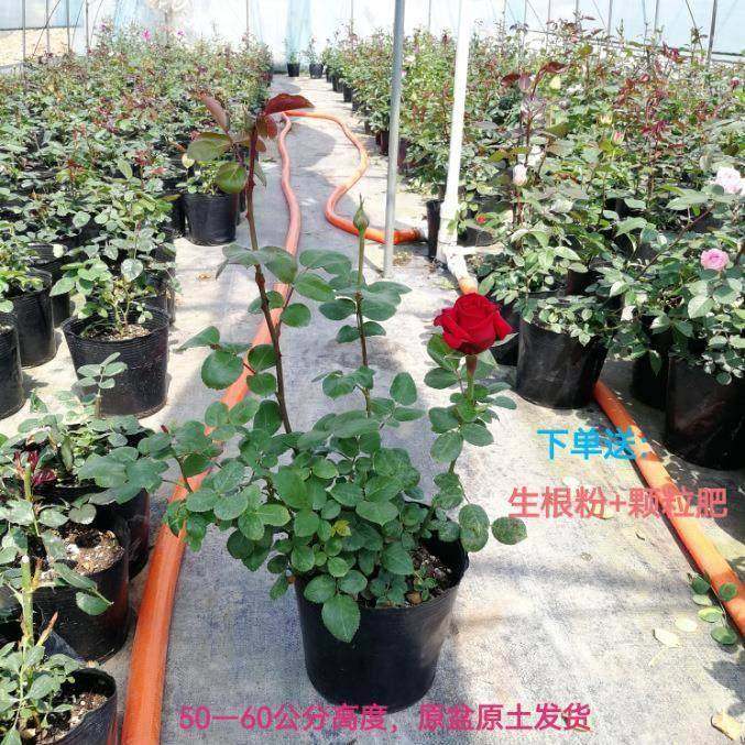 灌木月大季花香季月观大浓庭院阳台花卉绿苗植盆栽