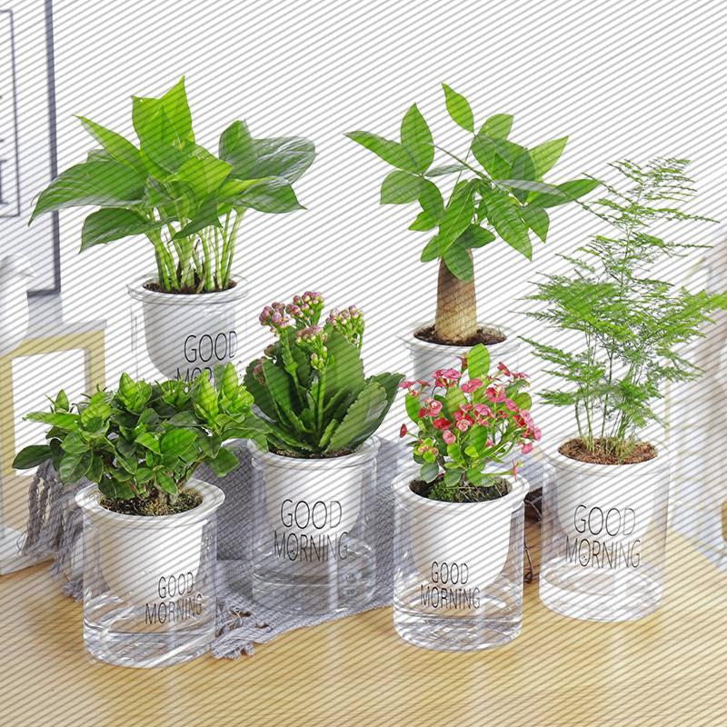 绿植水培植物发财树办公室内盆栽栀子花卉绿萝虎皮兰长寿花碧玉