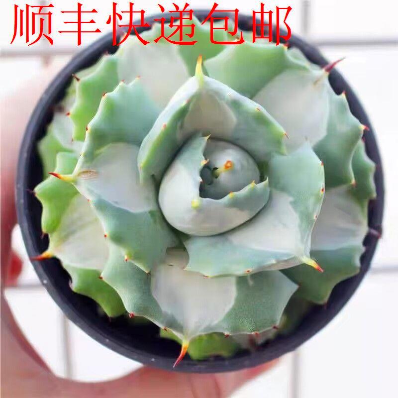 新疆包邮】白中斑王妃雷神龙舌兰多肉四季植物老桩莲花座新手好养