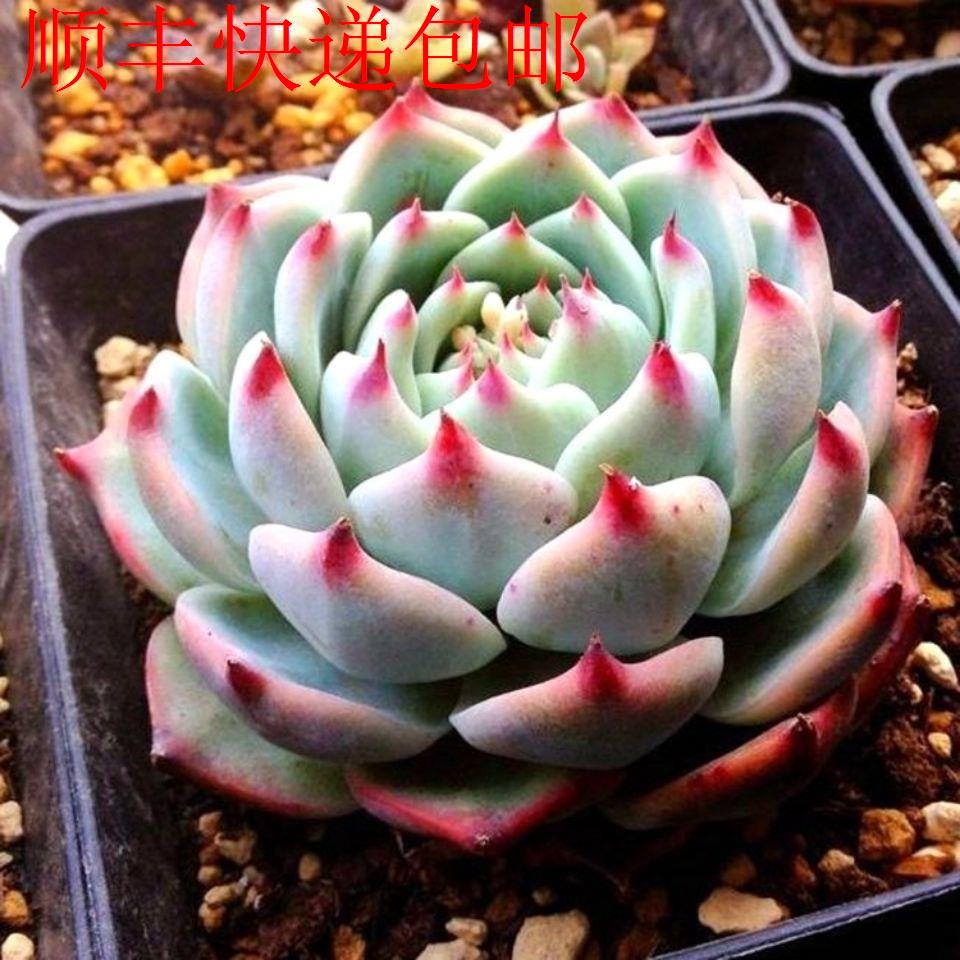 新疆包邮】吉娃娃多肉 植物多肉大型景天科多肉水蜜桃老桩多肉群