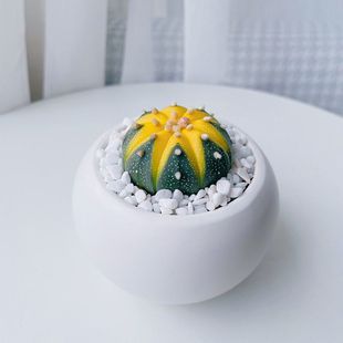 黄金兜星兜锦仙人球多肉植物办 顺丰快递 新疆 包邮 金钱进兜