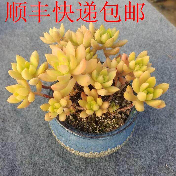 新疆包邮】黄丽多头老桩