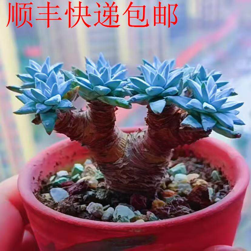 新疆包邮】仙女杯系列老桩