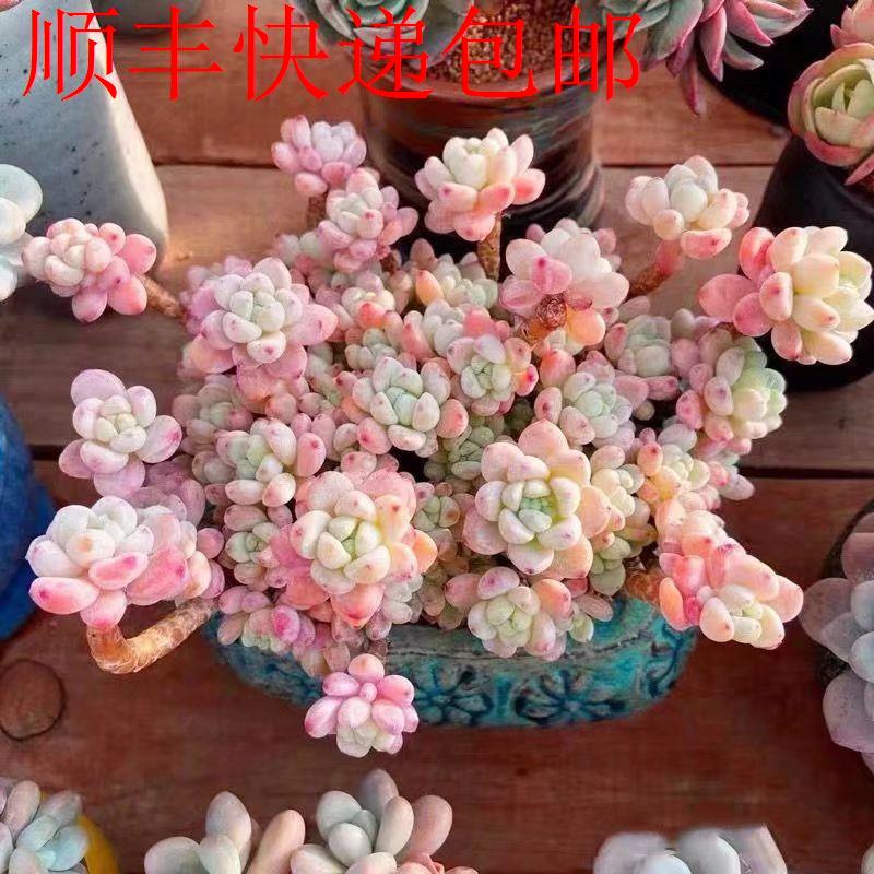 新疆包邮】可爱香水群生劳尔多头老桩香味多肉植物室内办公室创意
