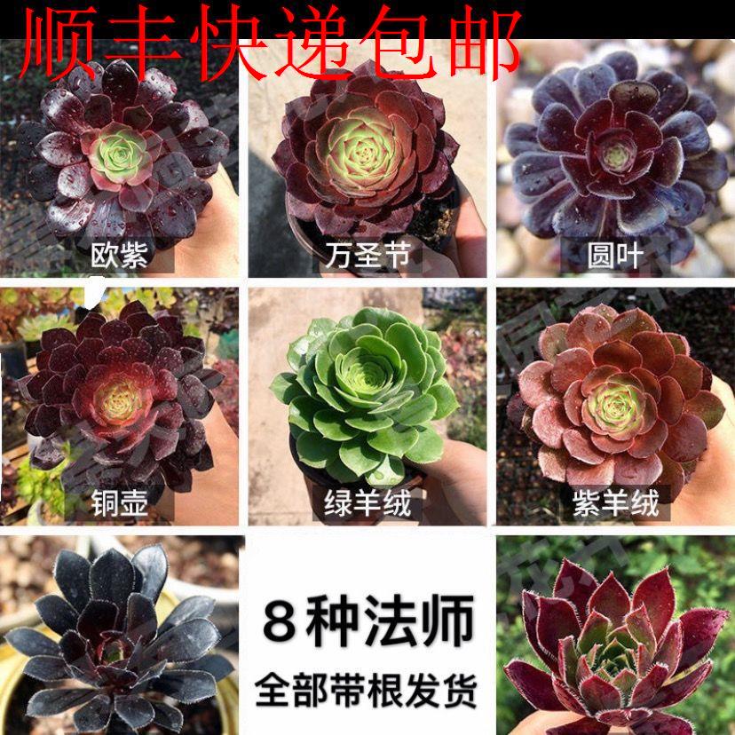新疆包邮】法师多肉老桩大