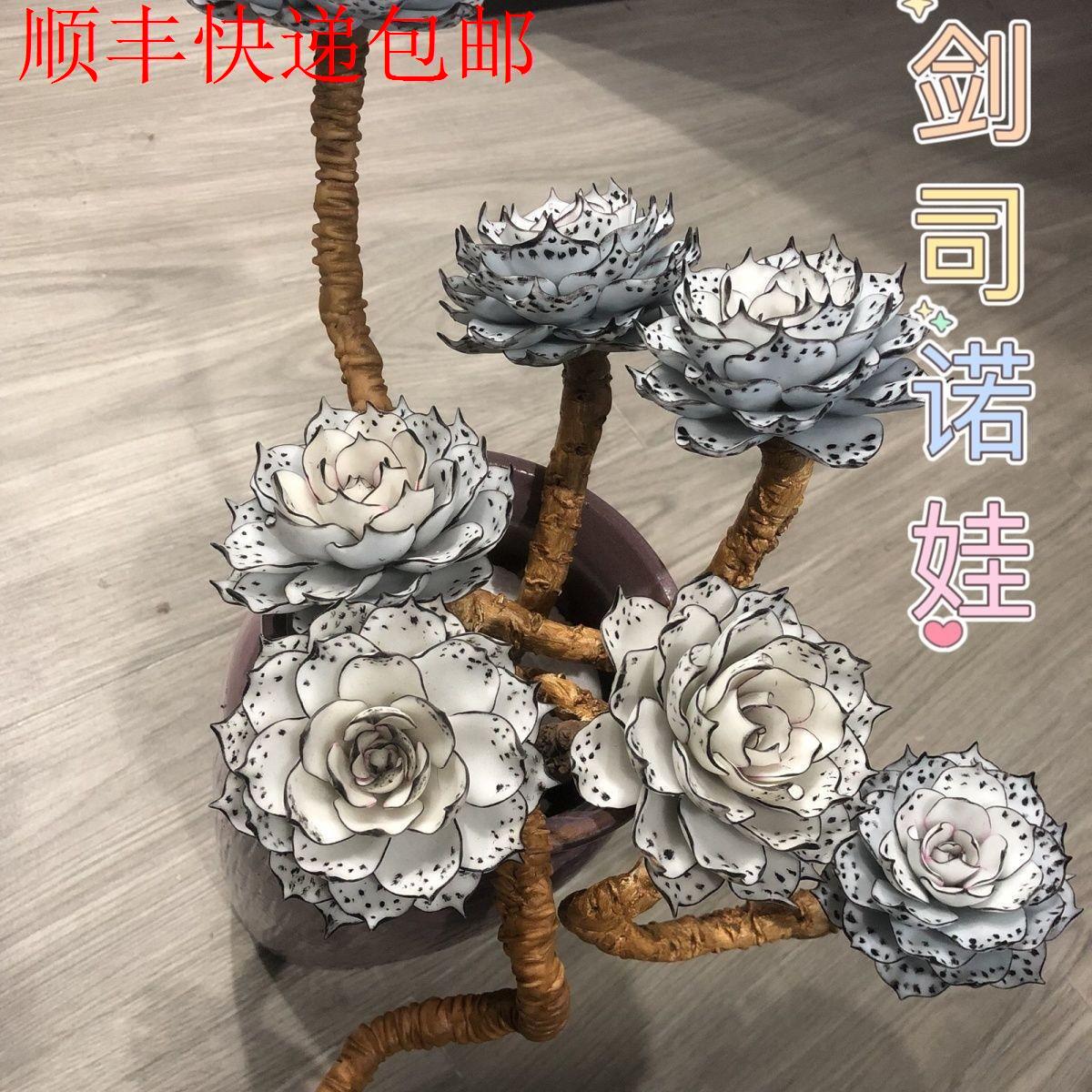 新疆包邮】剑司诺娃多肉植图片