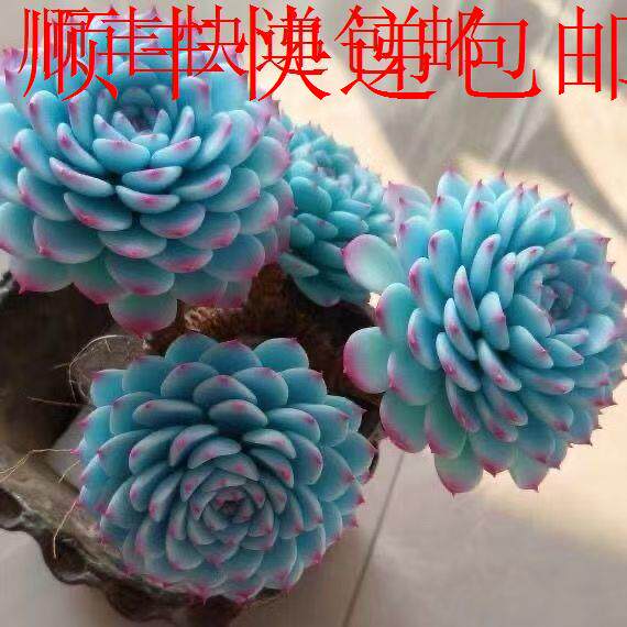 新疆包邮】蓝姬莲多肉原盆原土景天科拟石莲属叶披薄粉叶缘红耐晒
