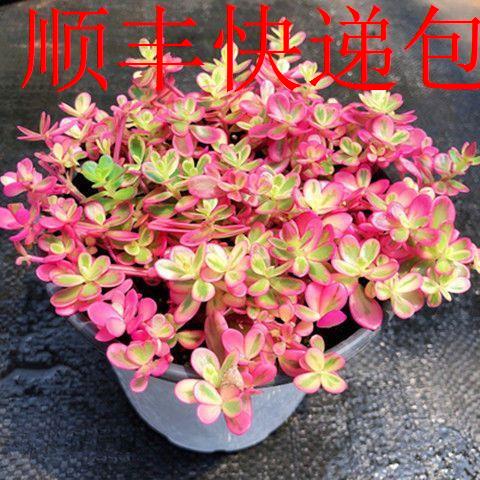 新疆包邮】太阳花锦多肉植物会开花易爆盆室内阳台萌肉肉好养绿植