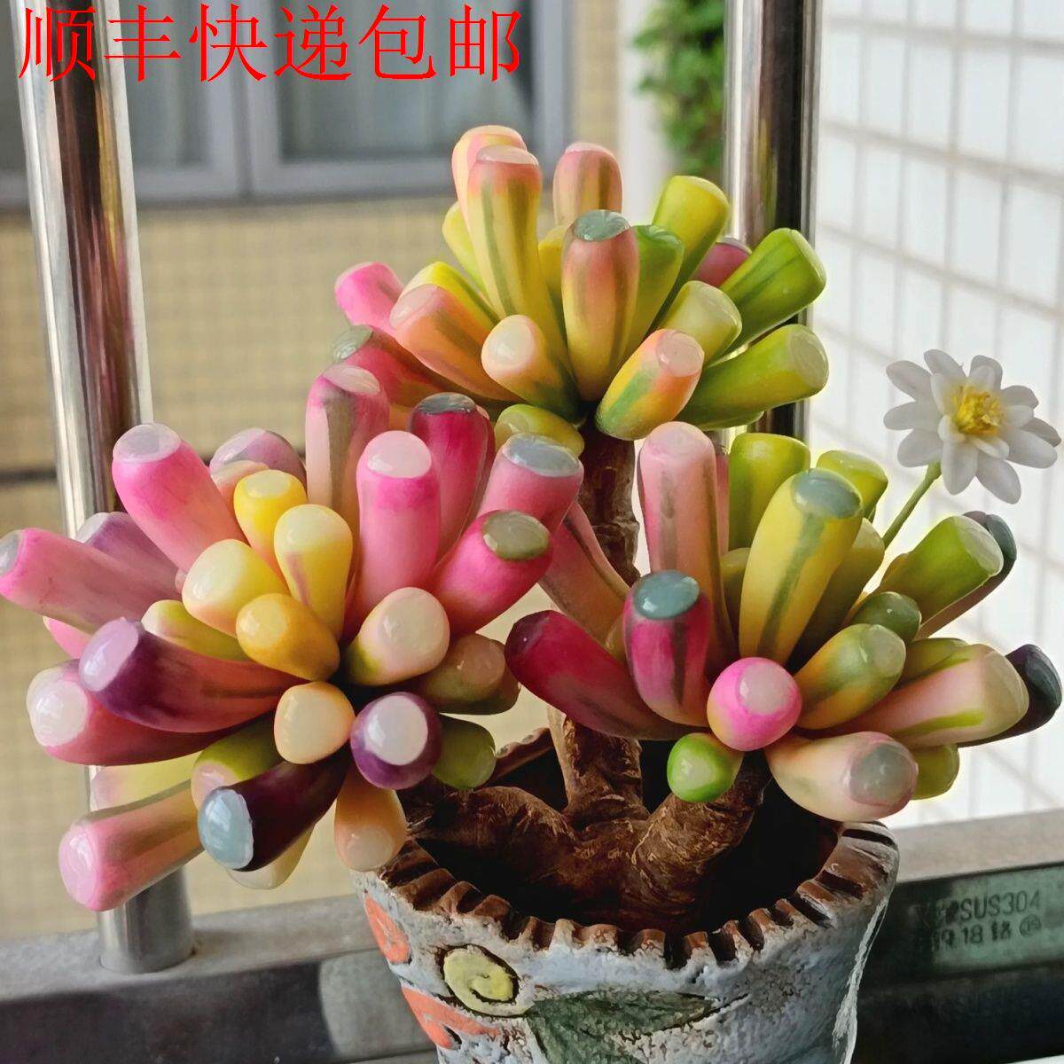 新疆包邮】好养彩灵玉五彩缤纷五十玲玉精品贵货多肉植物办公室花