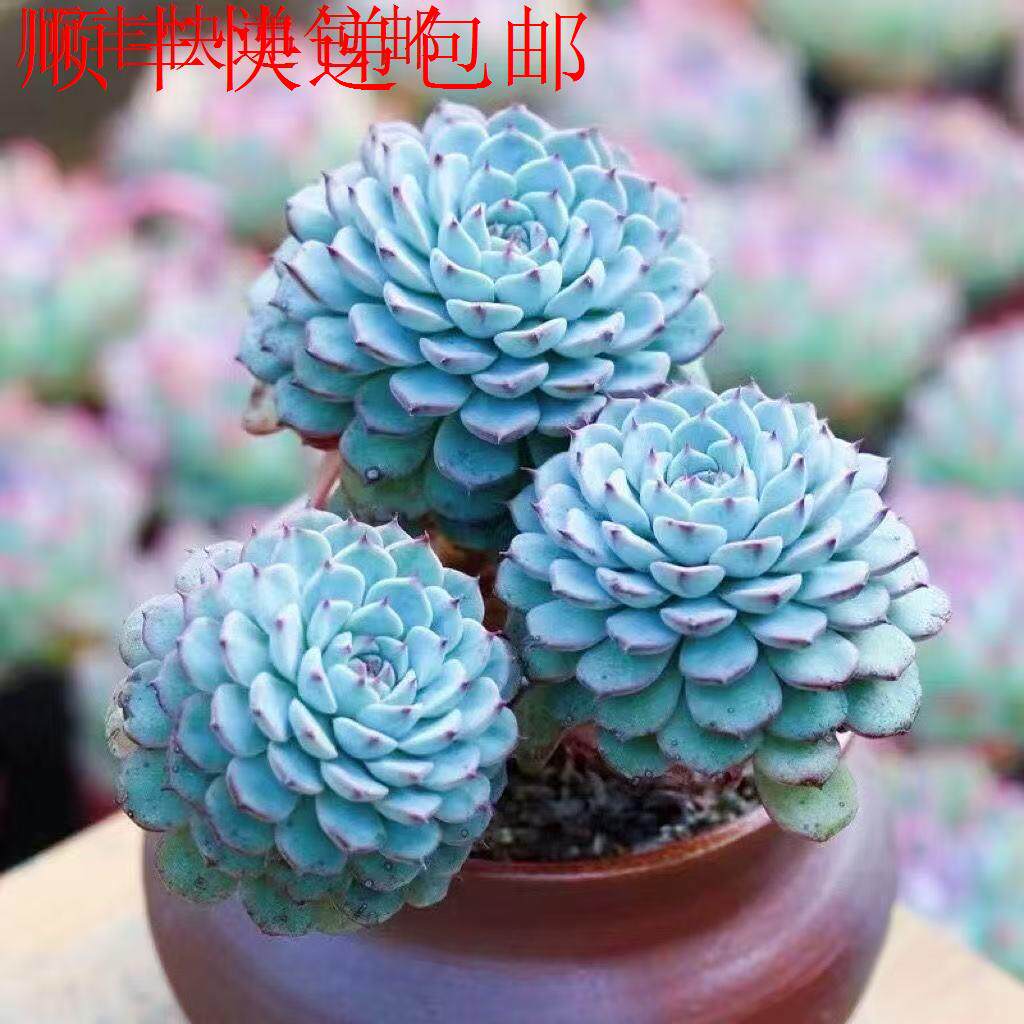 新疆包邮】蓝姬莲多肉绿植 又名若桃 皮实好养易繁殖蓝红撞色独特