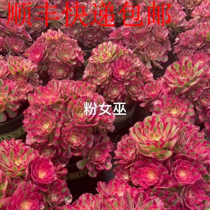 新疆包邮】景天科粉女巫法师锦多肉超大颗老桩好养绿植盆栽