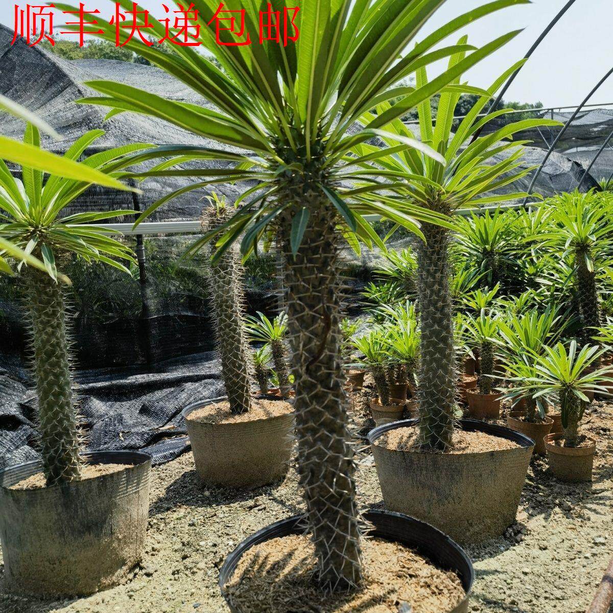 新疆包邮】非洲霸王树棒槌树多肉植物耐旱沙生带刺绿植净化空气阳
