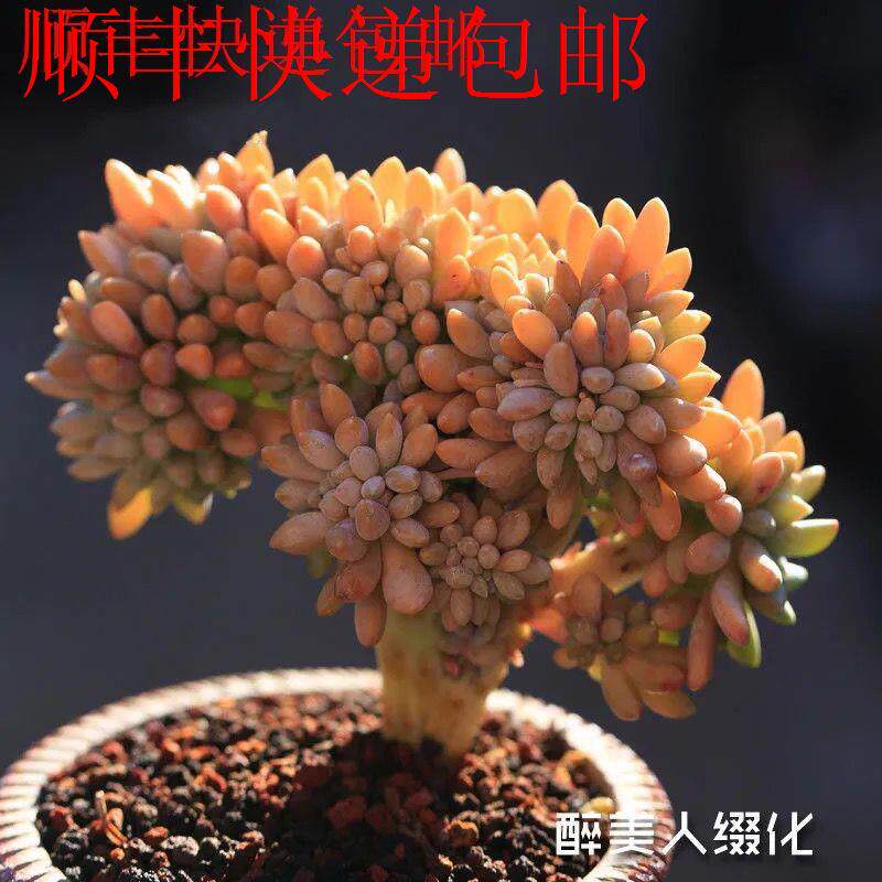 新疆包邮】大颗多肉缀化醉美人植物花卉盆栽进口果冻色美人肉肉群