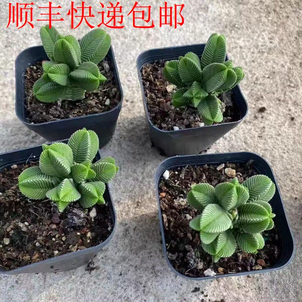 新疆包邮】达摩绿塔多肉植图片