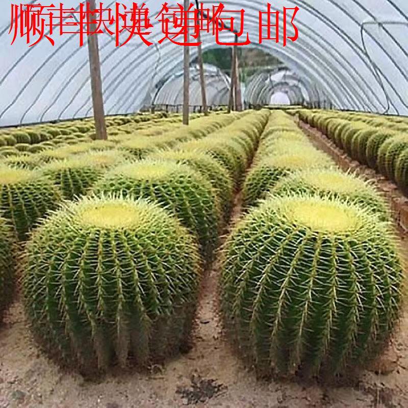 新疆包邮】超大金虎金琥仙人球多肉盆栽开花植物仙人掌花卉桌面办