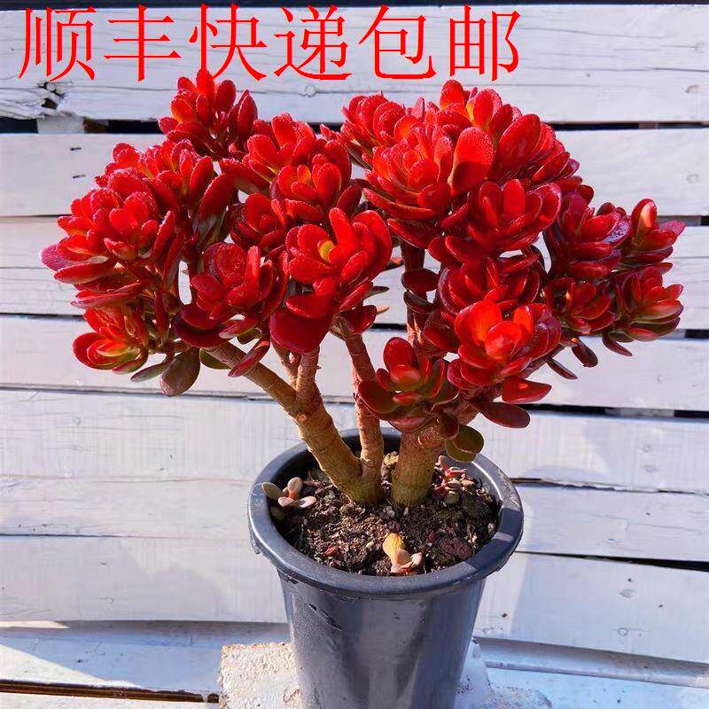 新疆包邮】红花玉树老桩多肉摇钱树肉树多肉植物品种大全黄金摇钱