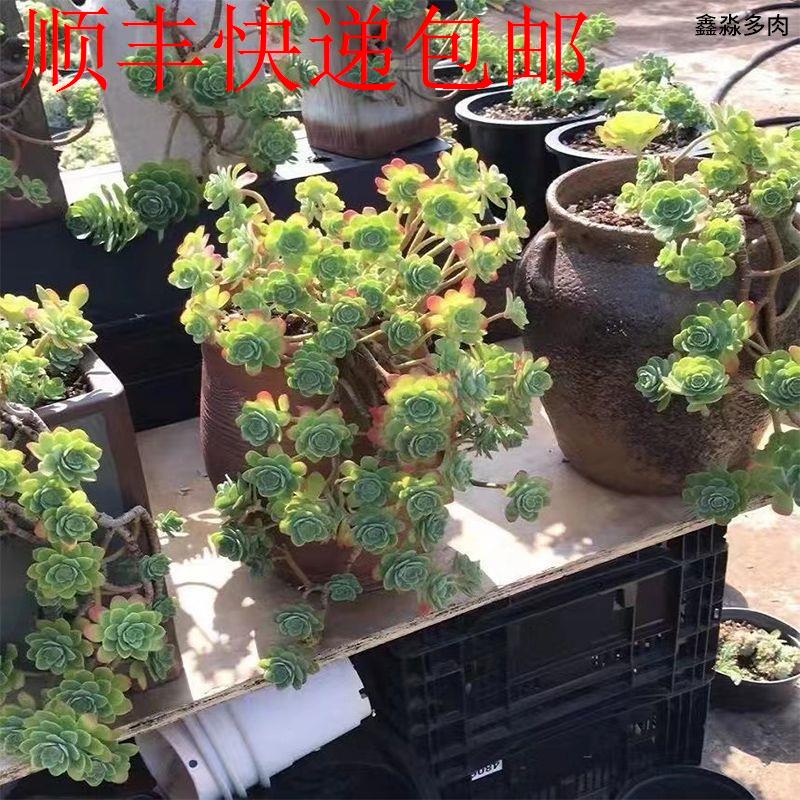 新疆包邮】薄化妆多肉老桩垂吊多肉蔷薇多肉植物大肉特大号红梅法