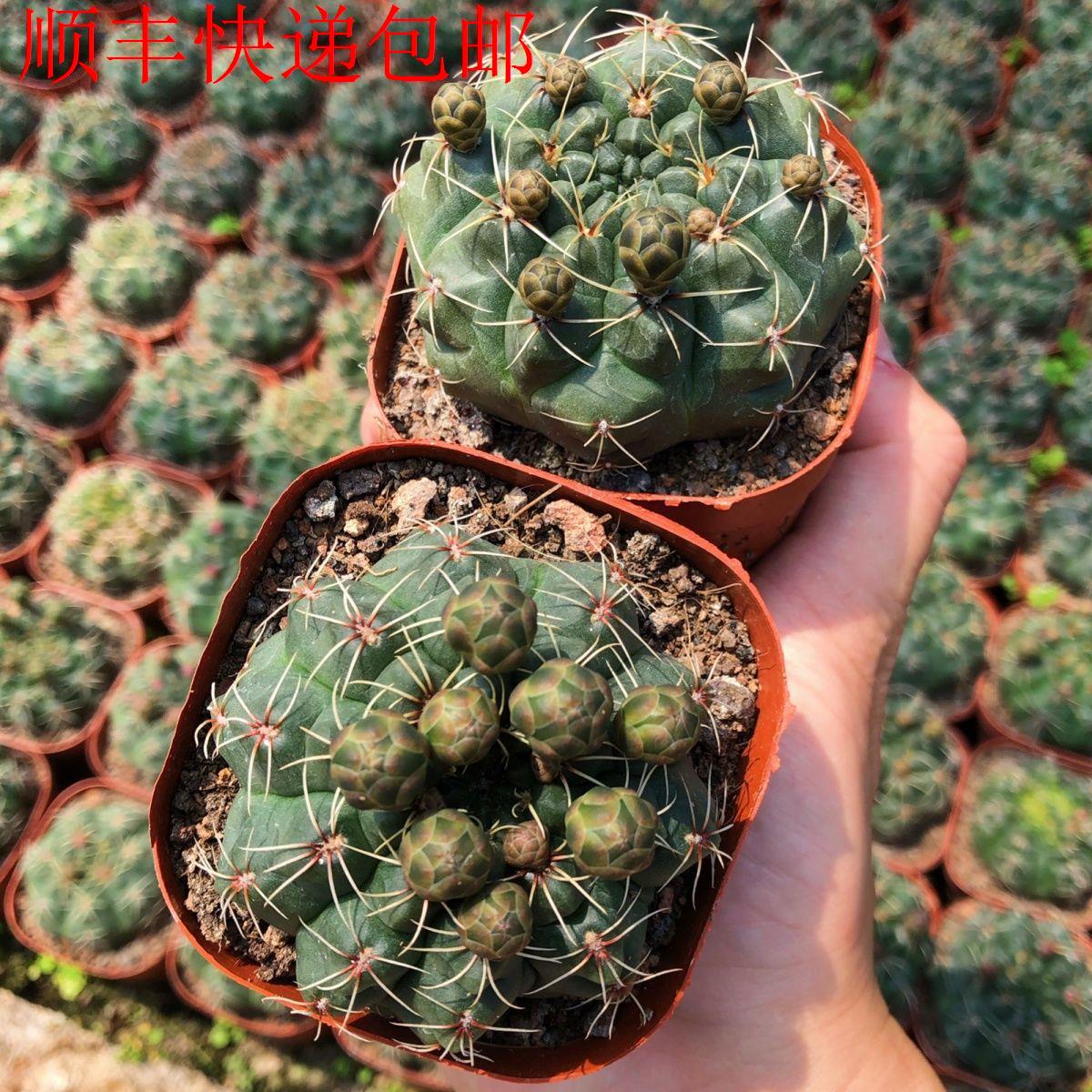 新疆包邮】绯花玉带苞原盆图片