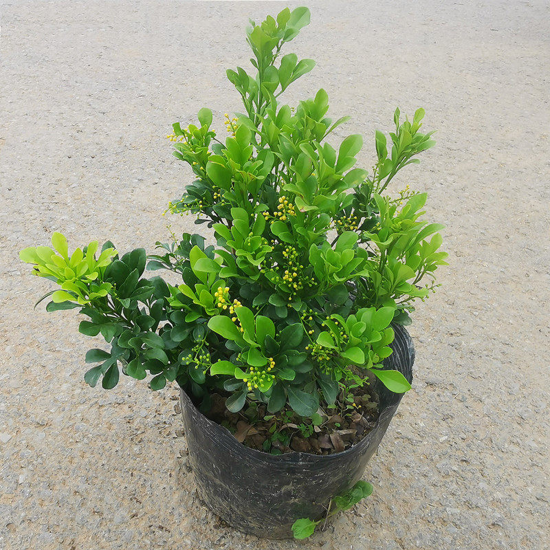 米兰花苗盆栽老桩多季开花常青浓香型独杆庭院阳台绿植花卉客厅