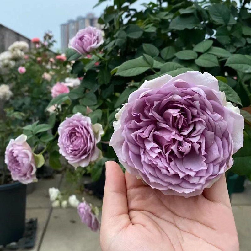 新品 首饰盒/珠宝盒月季花苗切花玫瑰大花浓香阳台盆栽庭院植物