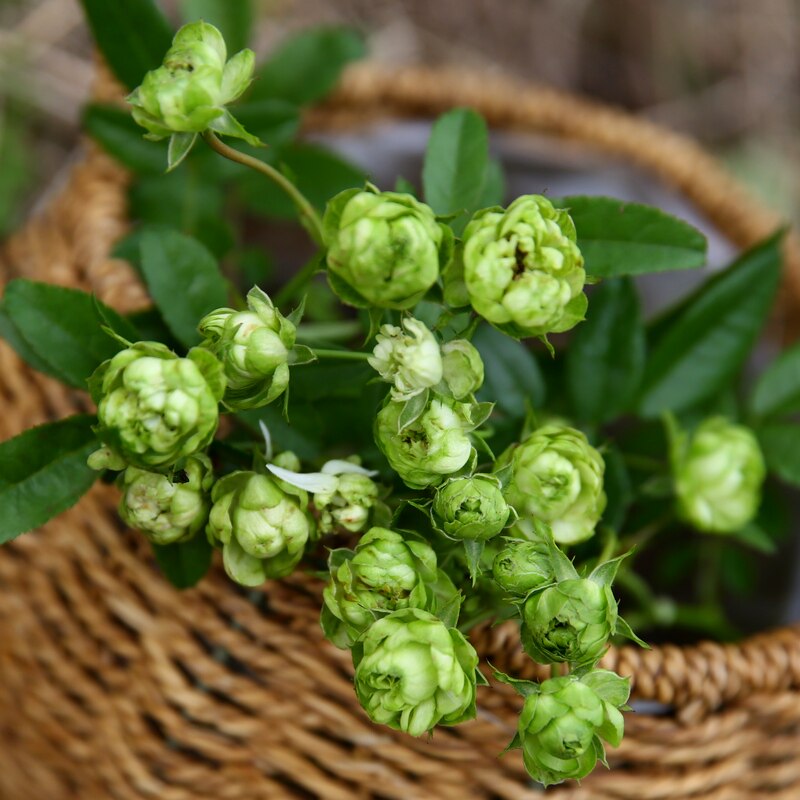 闪电微型月季花苗小绿/埃克莱尔微月阳台盆栽庭院绿植玫瑰花