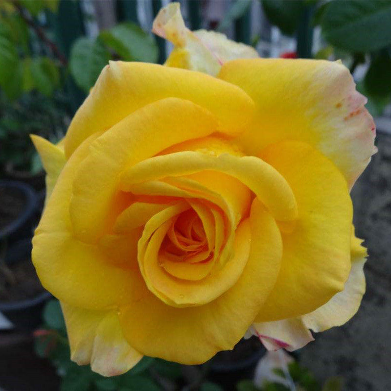 黄和平月季花大苗特大花浓香玫瑰苗阳台庭院盆栽四季观花绿植花卉