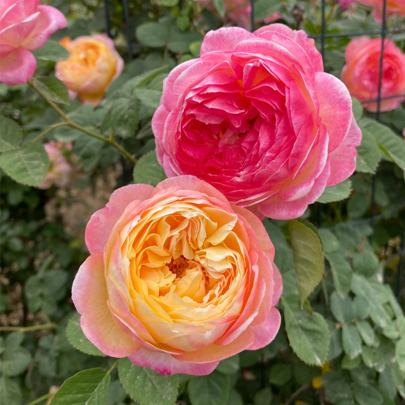 藤本欧月罗斯曼尼詹森大花爬藤浓香变色月季花苗多季开花庭院阳台