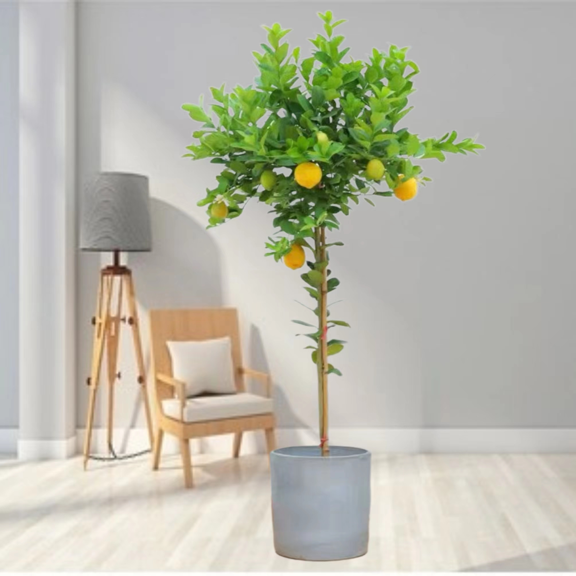 香水柠檬树盆栽客厅大型植物室内