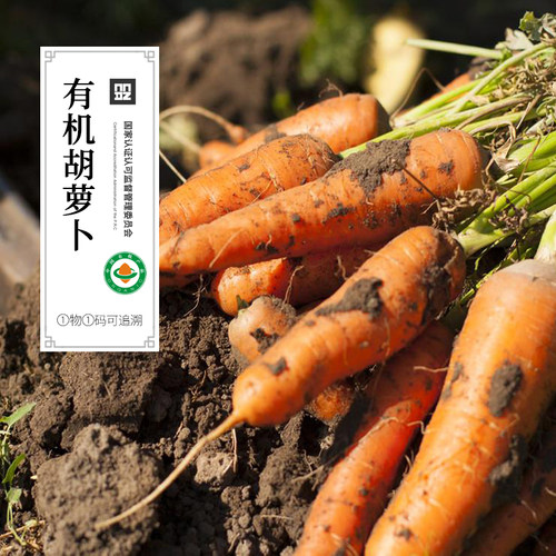 云南有机胡萝卜宝宝辅食新鲜 无农残  自种顺丰发货