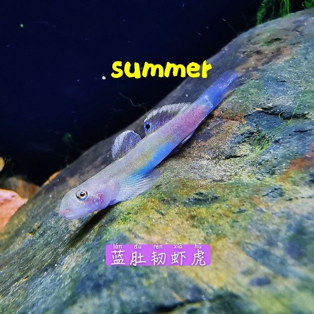 蓝肚韧虾虎蓝肚水晶枝桠类小型虾虎原生鱼热带鱼观赏鱼活体可混养